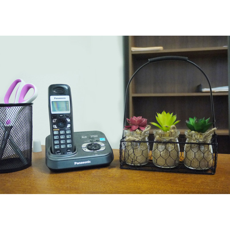 Ensemble de 3 pièces de succulent agave