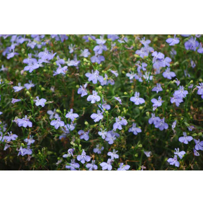 Décalcomanie murale fleurs