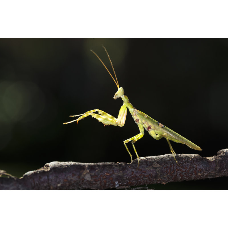 Christoula Mantis sur photographie sur toile, H 8 po x l 12 po