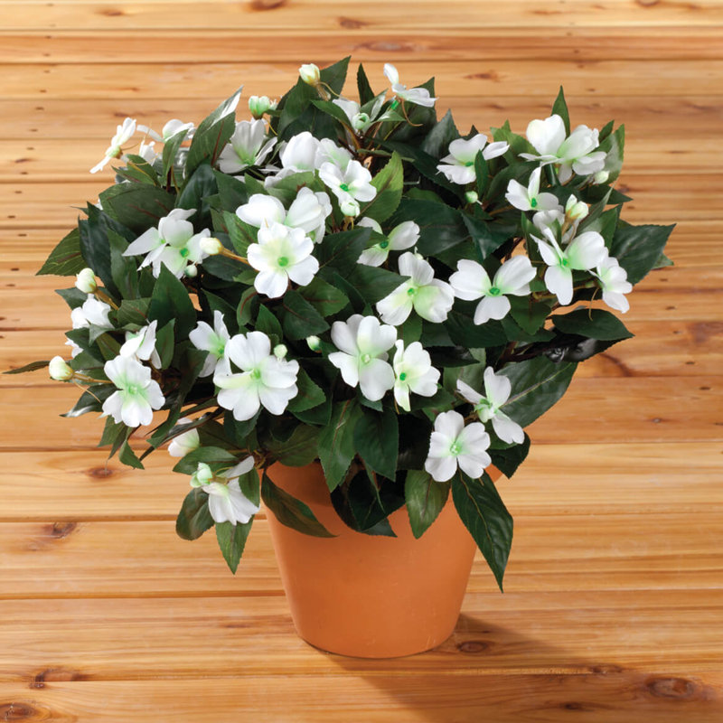 OakRidge Impatiens Bush, Blanc