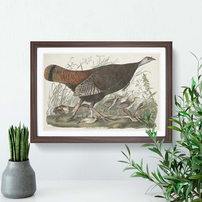 Great American Hen by John Audubon - Picture Frame Painting Print, Walnut Framed, 36cm H x 48cm W x 2cm D