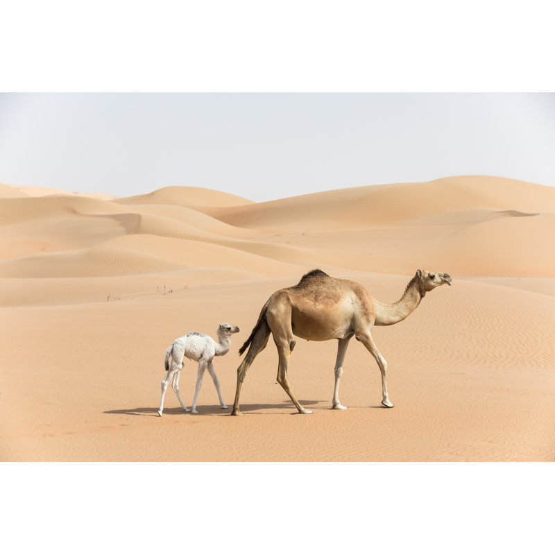 " Camel And Her Baby " by Kertu_Ee, 8" H x 12" W