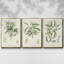 Antique Ammond Botanical II, ensemble de 3 toiles encadrées-97759996-97759997