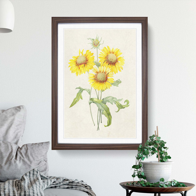 Yellow Blanket Flowers by Pierre-Joseph Redoute - Picture Frame Painting Print, 65cm H x 48cm W x 2cm D, Walnut Framed
