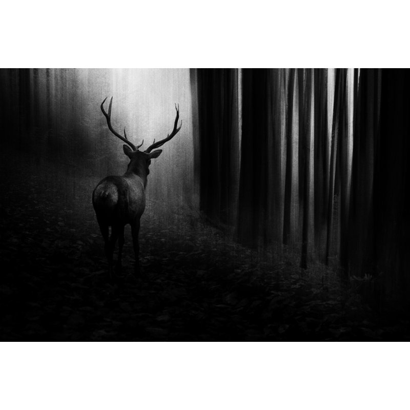 Wrapped Canvas Print, 50.8 cm H x 76.2 cm W
