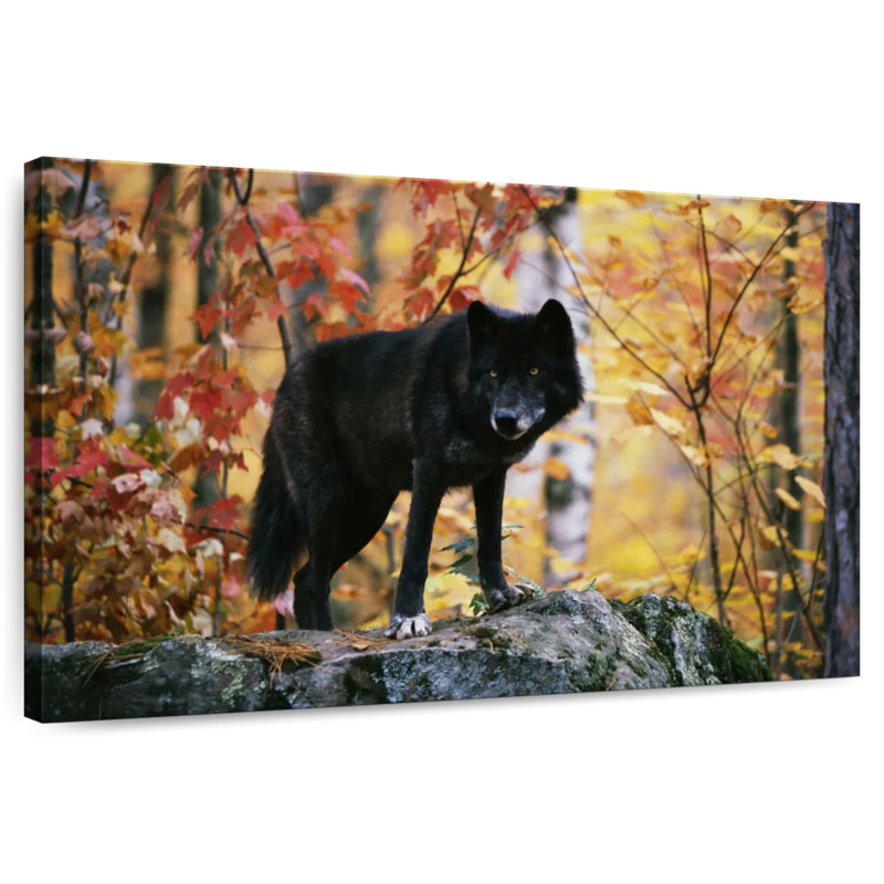Autumn Black Wolf, 16" H x 24" W