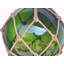 Décoration murale boule flotteur de pêche en verre japonais-551752581-551752577
