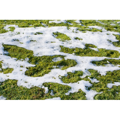 Melting Snow in Grass 1 Piece Wrapped Canvas Wall Art