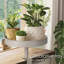 Pryinka Plant Stand