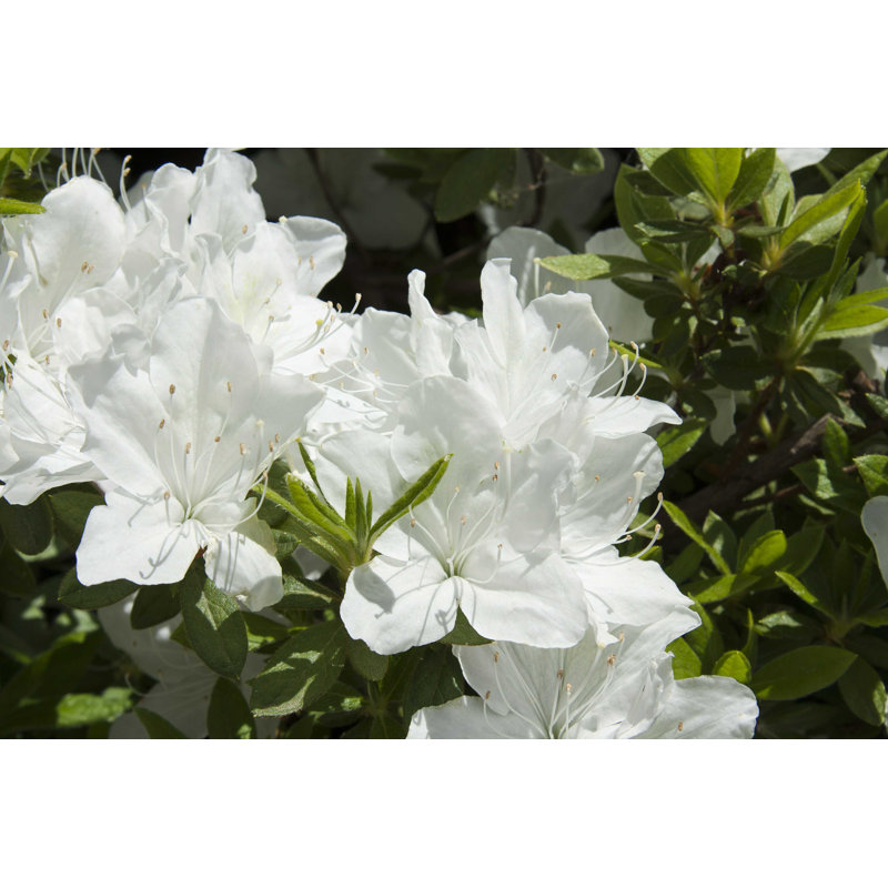 White Azalea - Photographie sur toile tendue, H 20 po x l 30 po