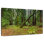 Forêt Alvord Muir Woods