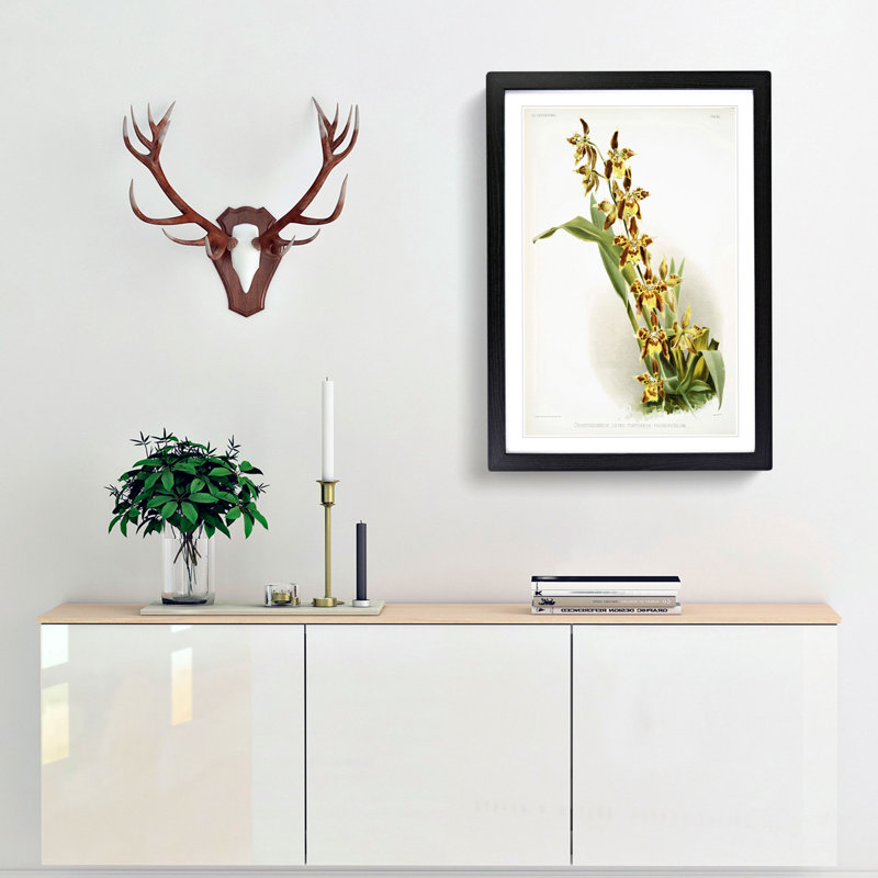 Magnolia Flowers Illustration Tab.84 by Frederick Sander - Picture Frame Art Print, 76cm H x 50cm W x 2cm D, Black