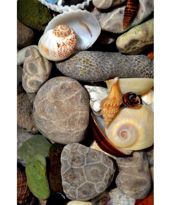 Reproduction d'art sur toile Beachcrest Home ™, Calkins, Michelle, Petoskey Stones II, H 40 po x l 28 po