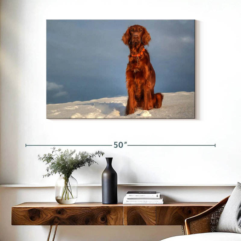 Brampt Irish Setter On Snow