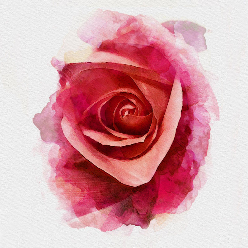 Rose rouge - peinture sur toile tendue, H 12 po x l 12 po