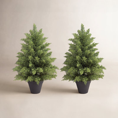 60" Cypress Topiary in Pot