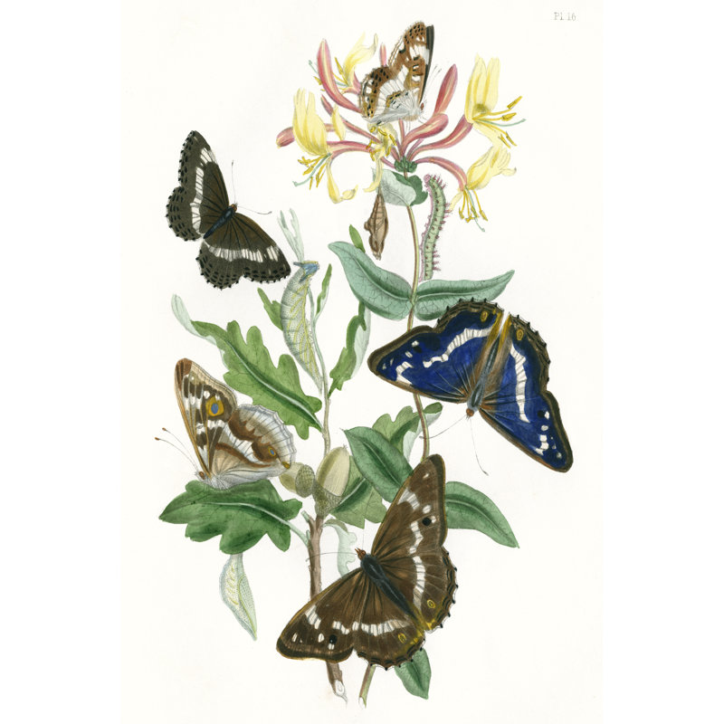 British Butterflies I - Painting on Canvas, 122cm H x 81cm W, Wrapped Canvas