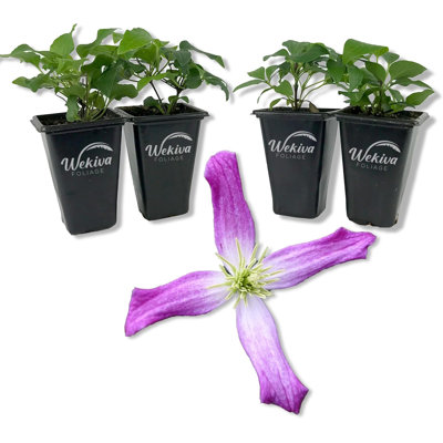 Clematis Triternata Rubromarginata - 4 Live Starter Plants in 2 Inch Growers Pots - Starter Plants Ready for The Garden - Rare Clematis for Collectors