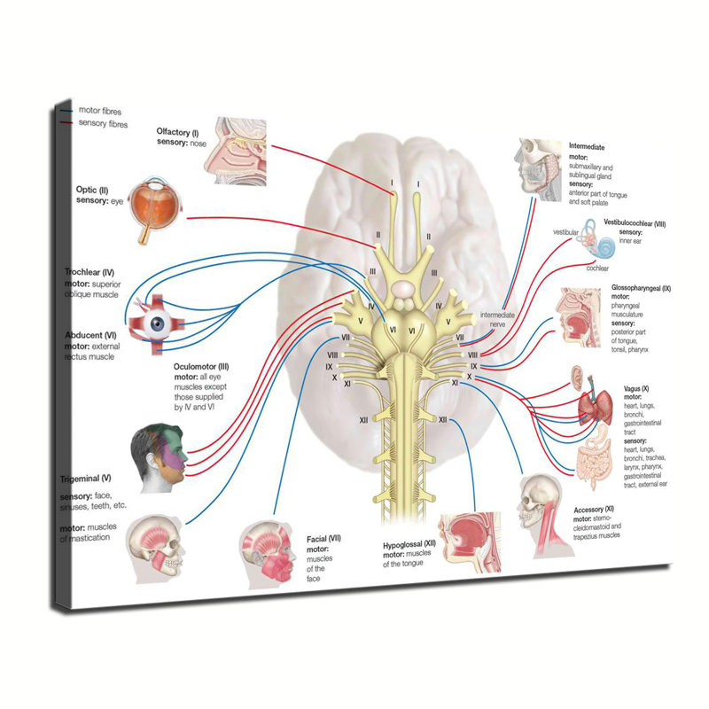 Brain nerve function chart brain anatomy pathology poster, 16x24inch
