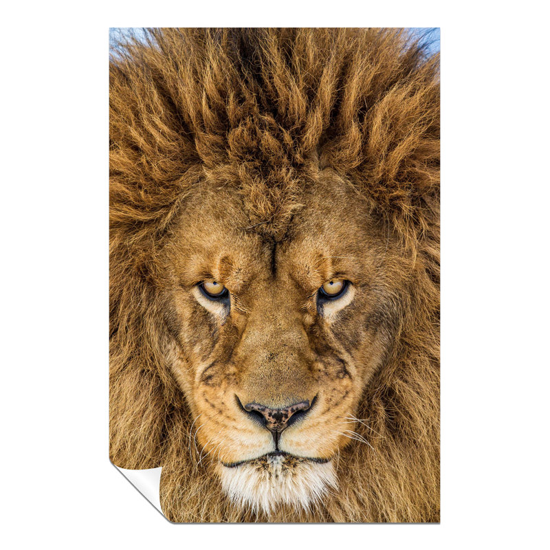 Serious Staring Lion Close Up - No Frame Print, 76cm H x 51cm W