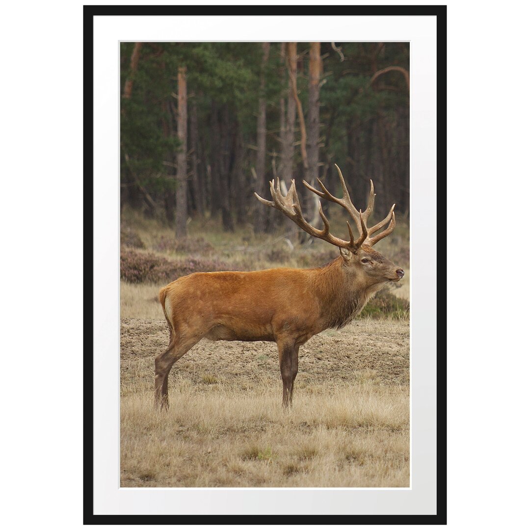 Gerahmtes Poster Hirschfamilie auf Waldlichtung