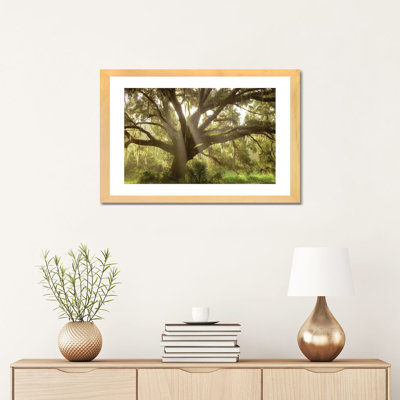 " Beautiful Southern Live Oak Tree, Flordia " by Maresa Pryor