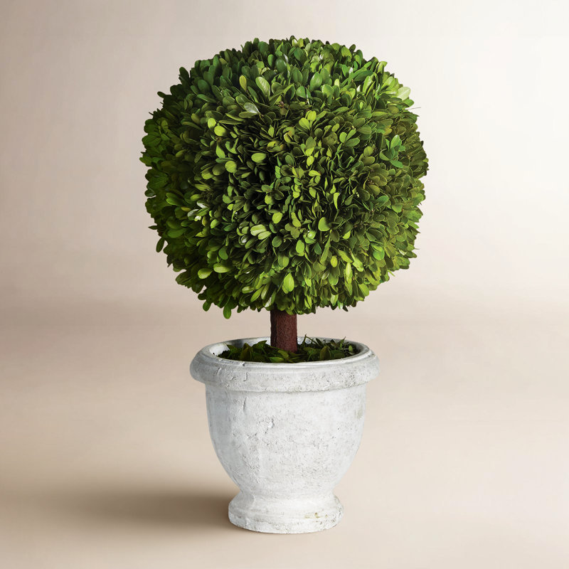 Alby Boxwood Topiary in Ceramic Pot, 20" H x 8.5" W x 8.5" D 