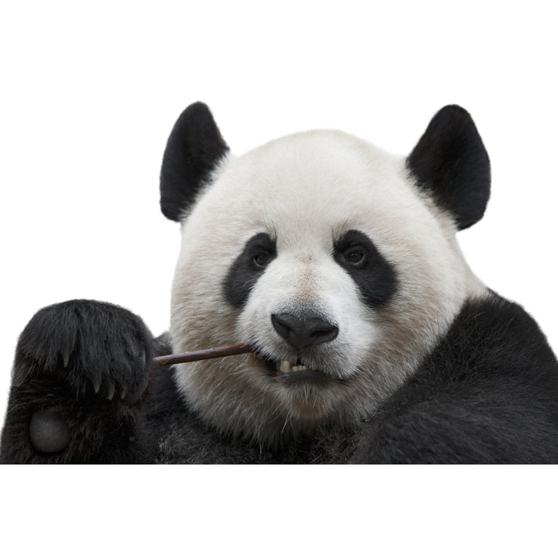 Panda Chewing A Bamboo by MediaProduction - Wrapped Canvas Print, 30cm H x 46cm W