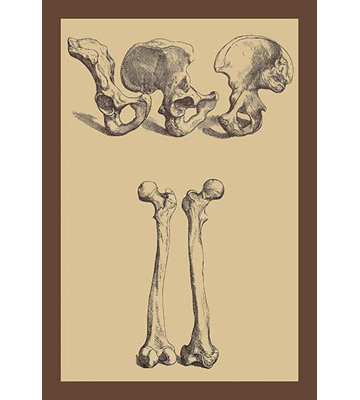 « pelvien » par andreas vesalius, impression encadrée