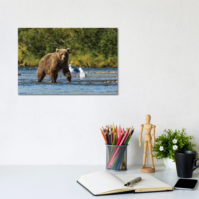 Grizzly Or Brown Bear (Ursus Arctos), Moraine Creek (River), Katmai NP And Reserve, Alaska by Michael DeFreitas - Wrapped Canvas Print