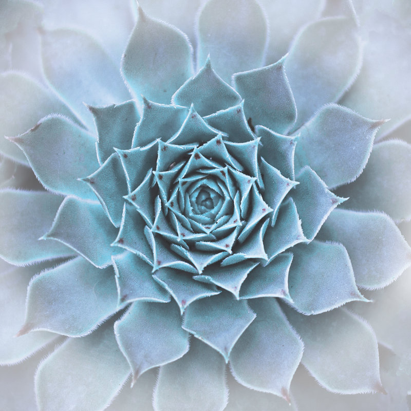 Subtle Succulent - Wrapped Canvas Print, 122cm H x 122cm W x 3.8cm D