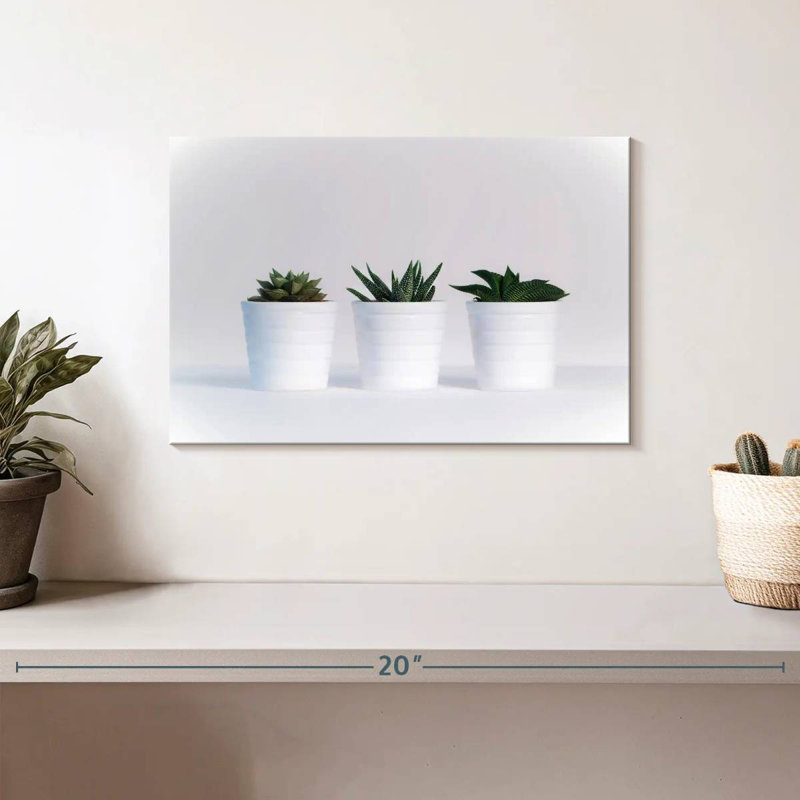 Harnek Three Succulents, H 8 po x l 12 po