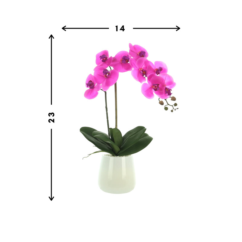 Phalaenopsis Orchid Floral Arrangement in Pot, Fuchsia/Pink