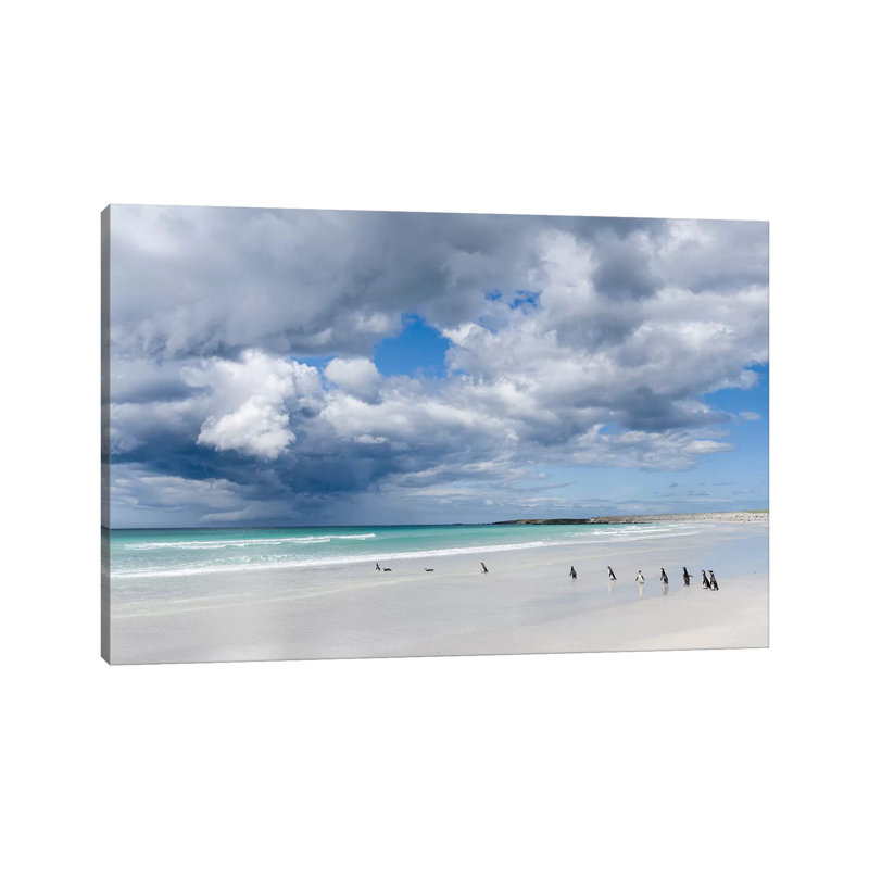 Magellanic Penguin At Beach, Falkland Islands. by Martin Zwick - Wrapped Canvas Print, 20.32 cm H x 30.48 cm W