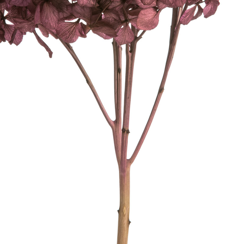 Natural Botanicals 15" Hydrangea with Multiple Branch Segments, Preserved, Purple Orchid
