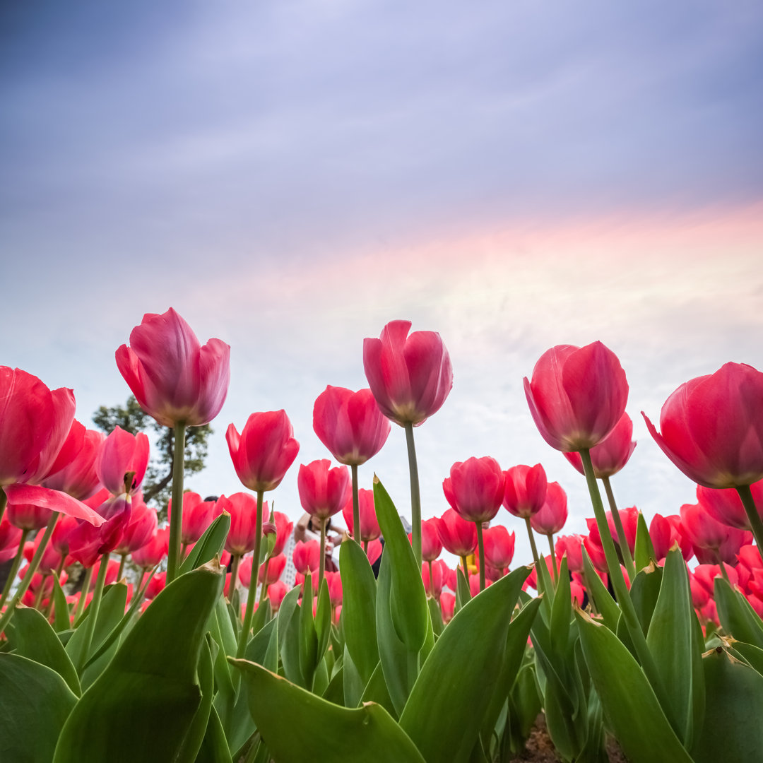 Rote Tulpen in der Abenddämmerung