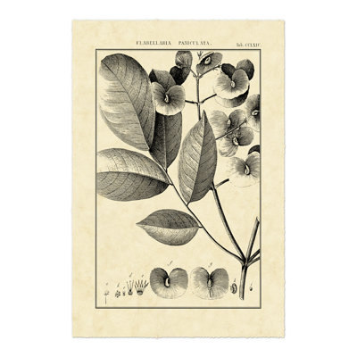 Vintage Botanical Study V by Sellier - Wrapped Canvas Art Prints