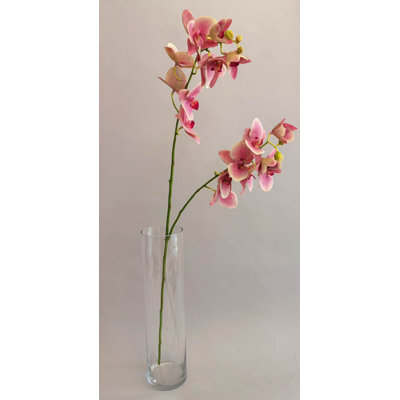 PHALAENOPSIS 2 BRANCHES,PU
