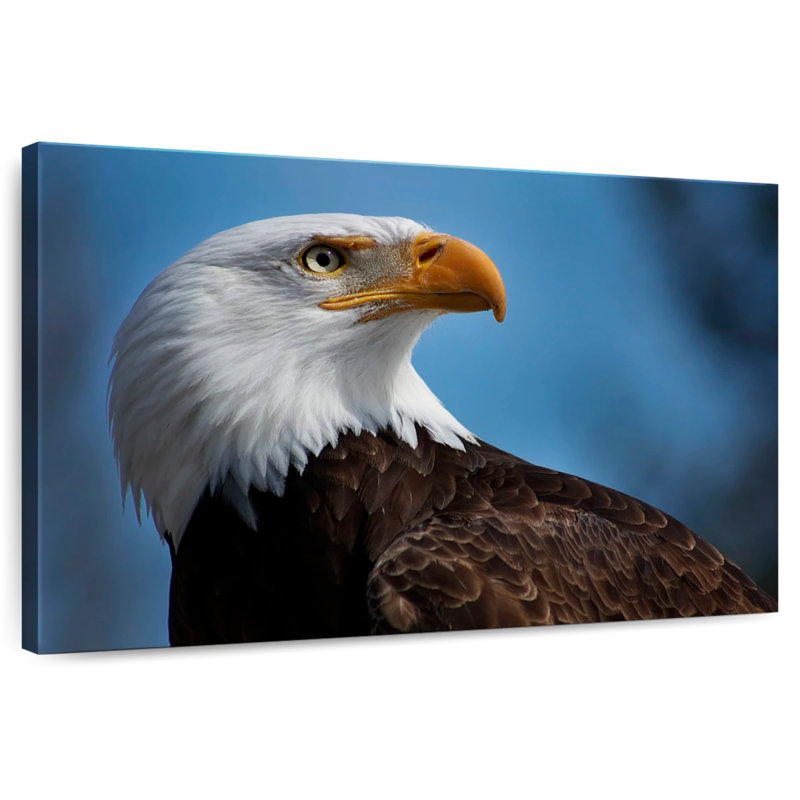 Brampt American Bald Eagle Headshot, 30" H x 45" W