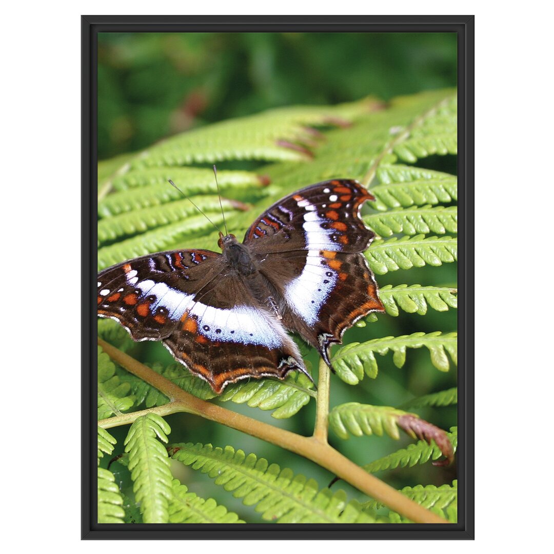 Gerahmtes Wandbild Schmetterling auf Farnblatt