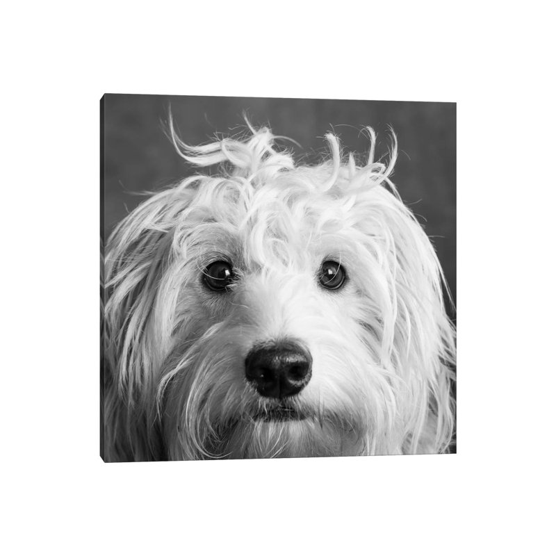Portrait Of A Mini Golden Doodle Dog - Wrapped Canvas Print, 30.48 cm H x 30.48 cm W
