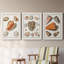 Collection de coquillages VII - ensemble de 3 reproductions d'art sur toile-1813018566-1813018572