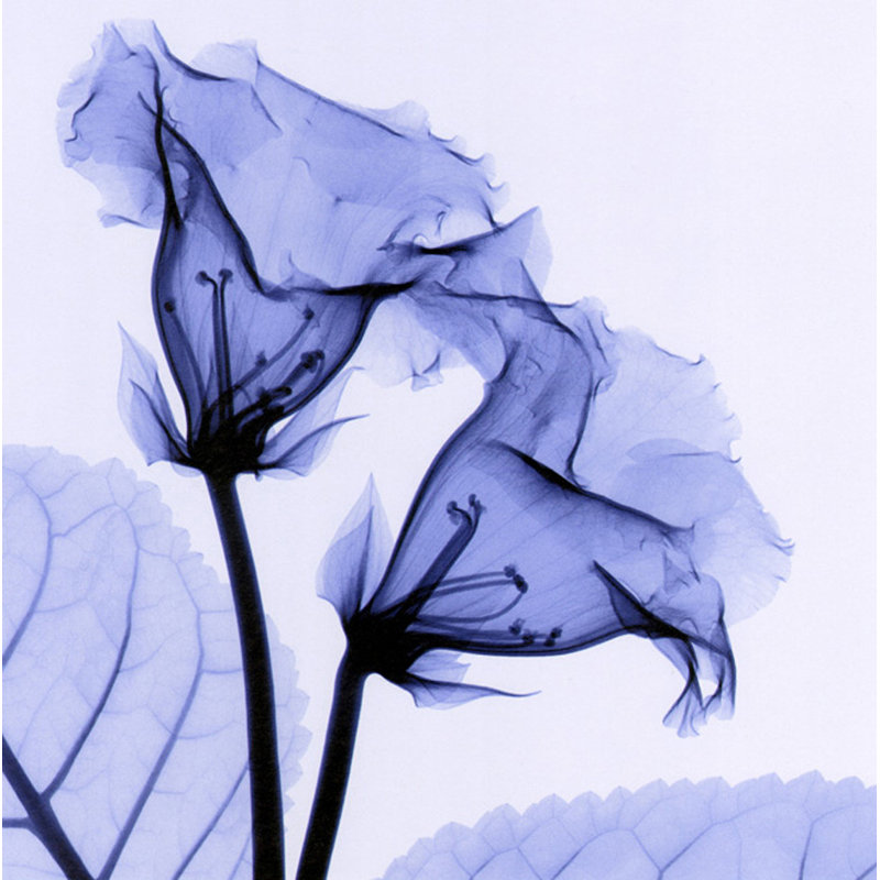 Gloxinia IMA-M835, 20'' H x 20'' W