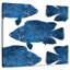 Collage de poissons Brampt-109228817