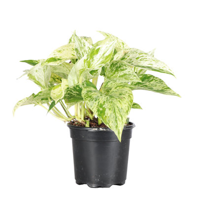 Live Marble Queen Pothos Plant