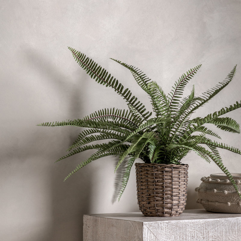 Fern Plant, 81cm H x 56cm W x 56cm D