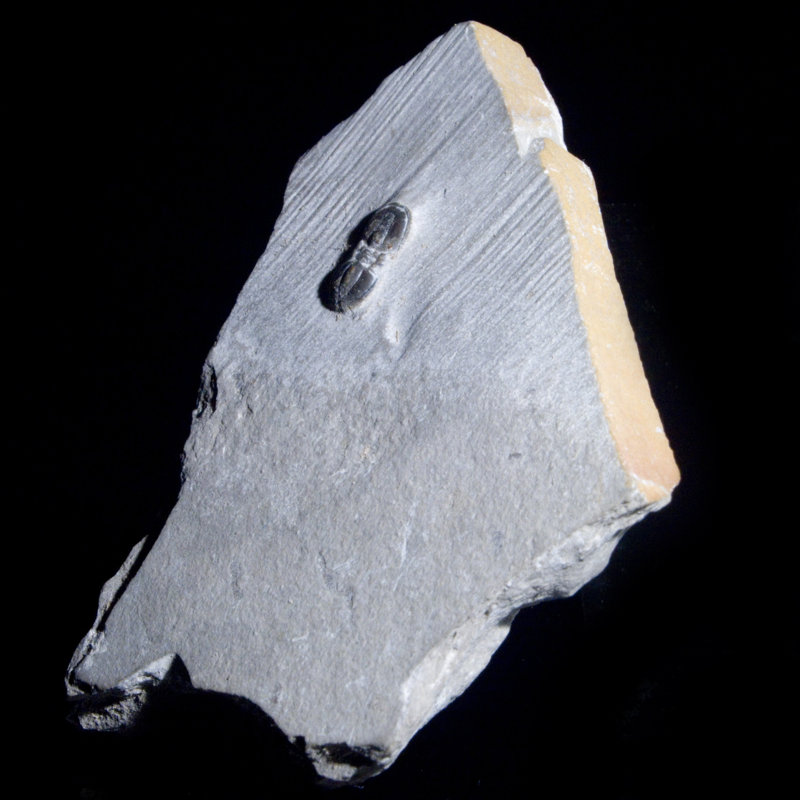 Agnostida fossile. Delta, Utah