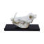 Mounted Warthog Skull