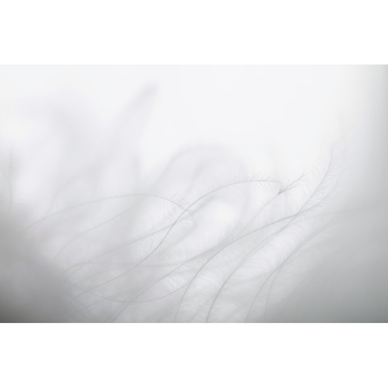 Plume d'oiseau par Vosmanius, H 32 po x l 48 po