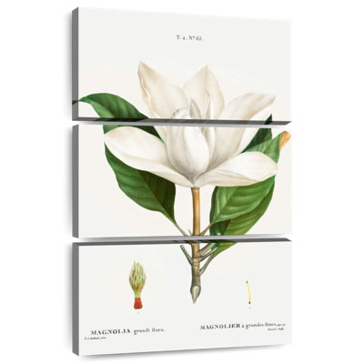 Harnek Southern Magnolia